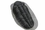 Prone Phacopid (Drotops) Trilobite - Mrakib, Morocco #235698-5